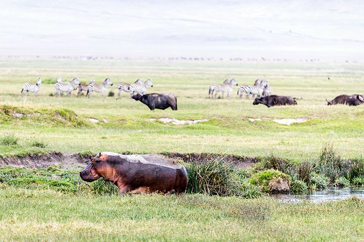 TZA ARU Ngorongoro 2016DEC26 Crater 035